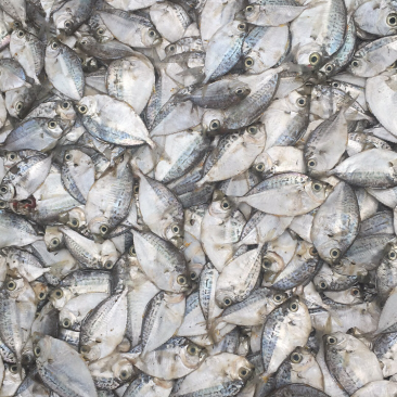 海鲜鱼，深海小鱼仔，冰鲜海鱼批发，