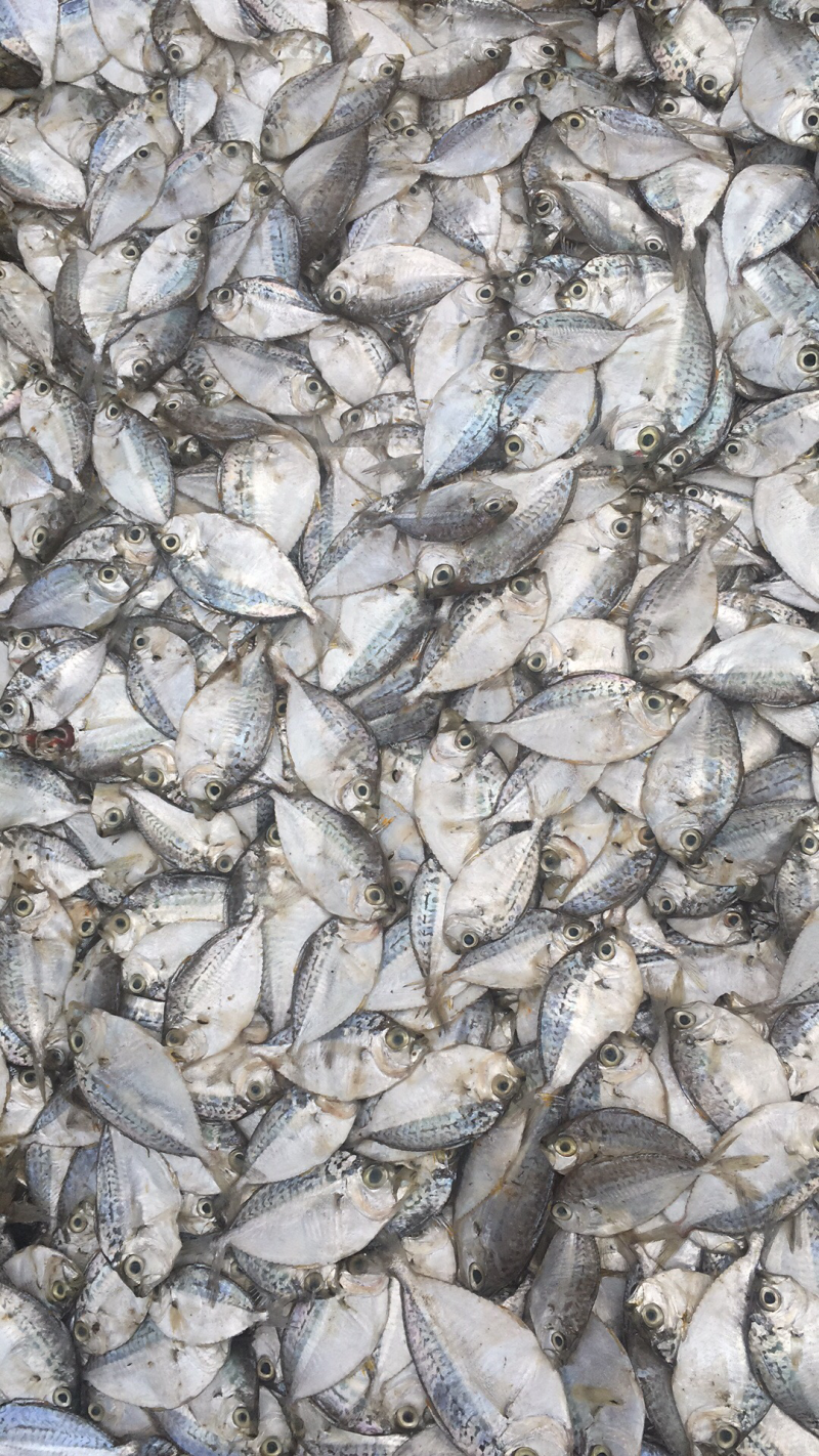 海鲜鱼，深海小鱼仔，冰鲜海鱼批发，