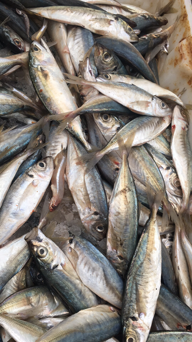 海鲜鱼，深海小鱼仔，冰鲜海鱼批发，