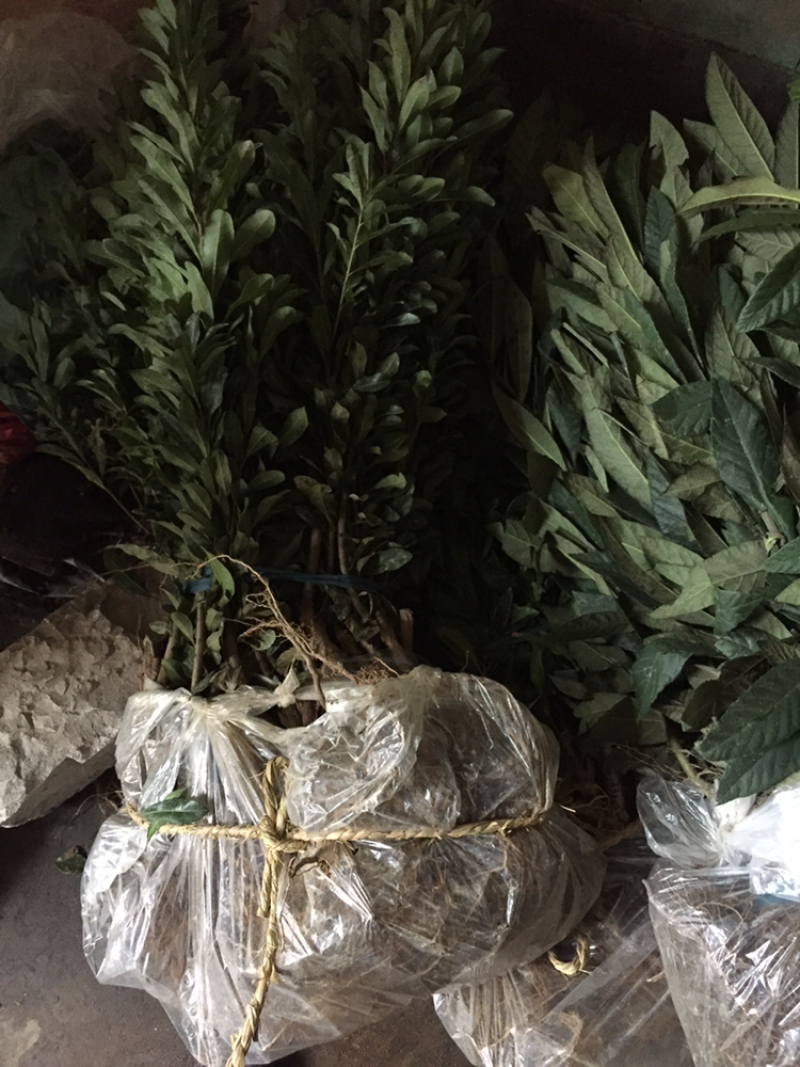 白沙枇杷苗枇杷当年苗果树精品苗枇杷小苗