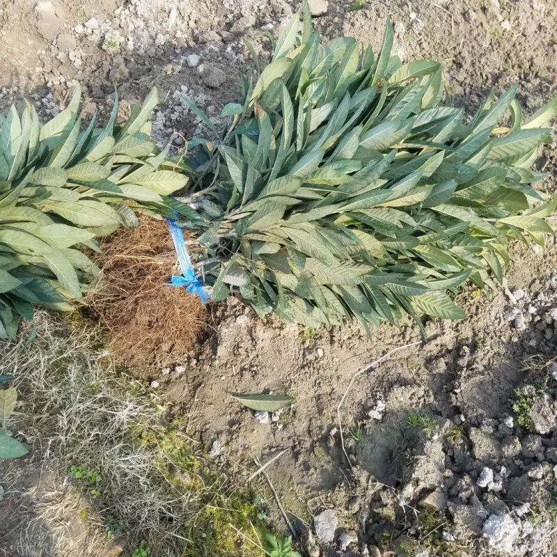 白沙枇杷苗枇杷当年苗果树精品苗枇杷小苗