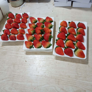蒙特瑞草莓