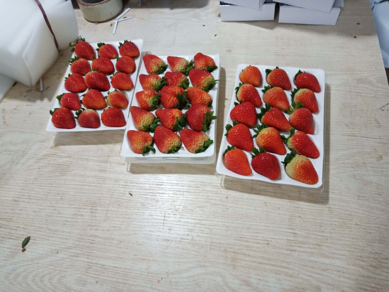蒙特瑞草莓