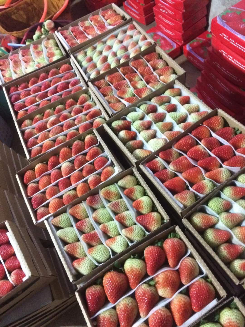 蒙特瑞草莓