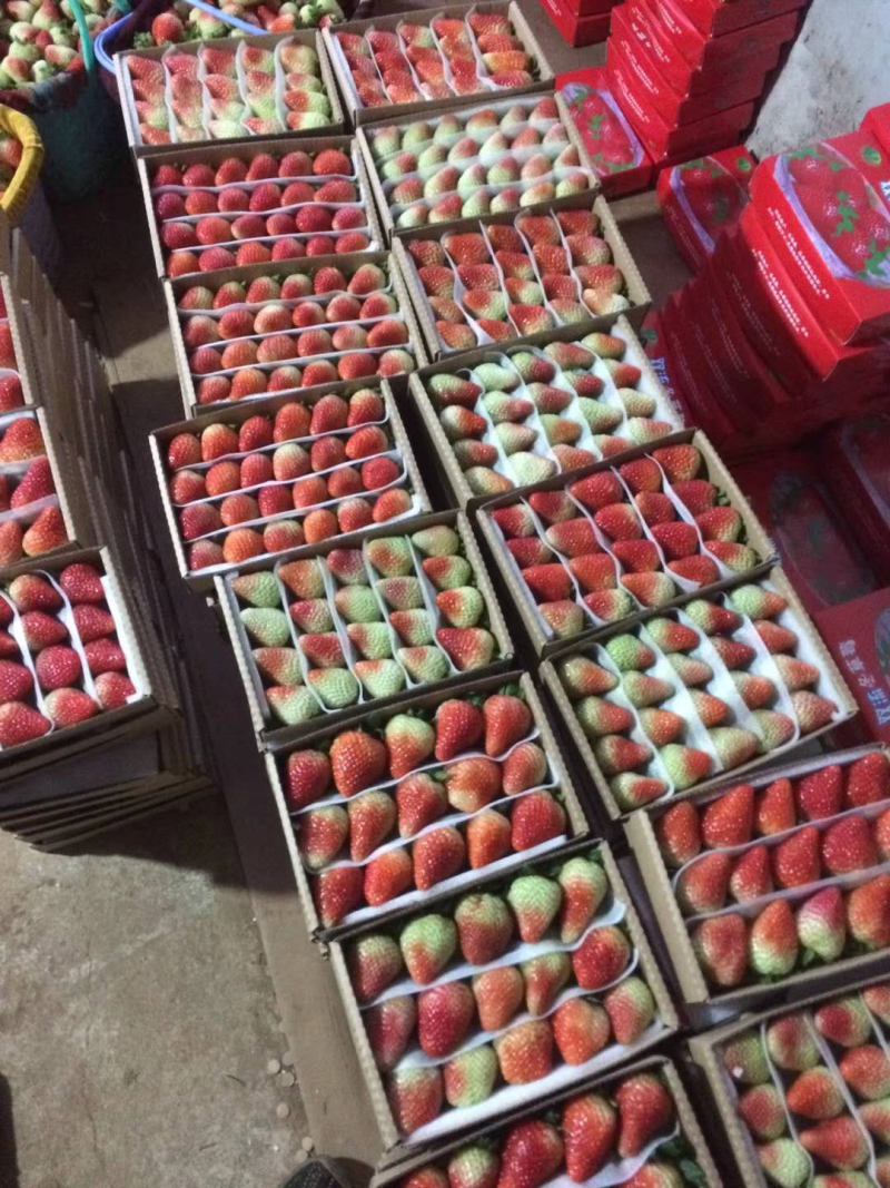 蒙特瑞草莓