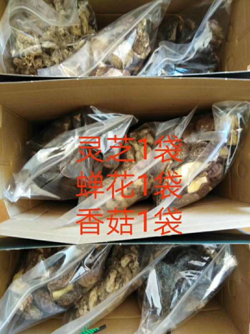 河源客家黑灵芝
