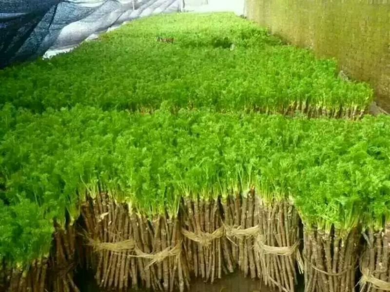 刺嫩芽树苗刺老芽苗乌龙头苗基地自产自销价格实惠