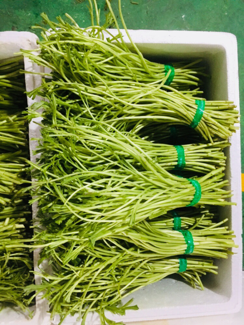 藜蒿芦蒿泥蒿泥耗菜去叶去老根新鲜蔬菜大量供应批发一件代发