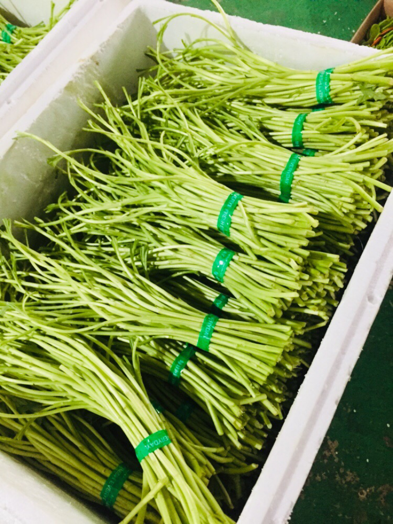 藜蒿芦蒿泥蒿泥耗菜去叶去老根新鲜蔬菜大量供应批发一件代发