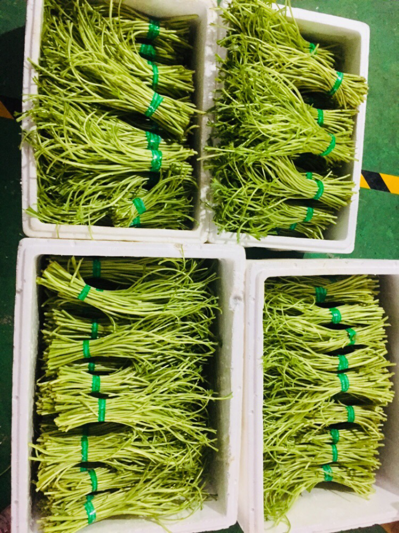 藜蒿芦蒿泥蒿泥耗菜去叶去老根新鲜蔬菜大量供应批发一件代发