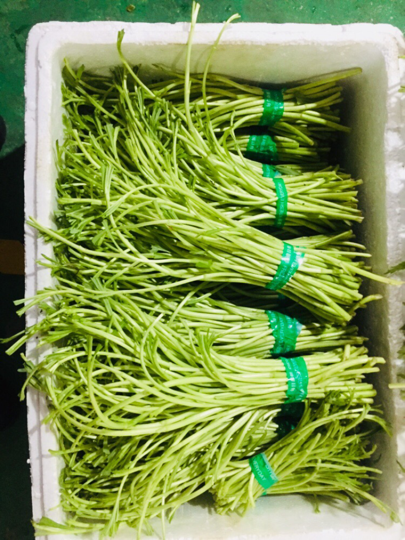 藜蒿芦蒿泥蒿泥耗菜去叶去老根新鲜蔬菜大量供应批发一件代发