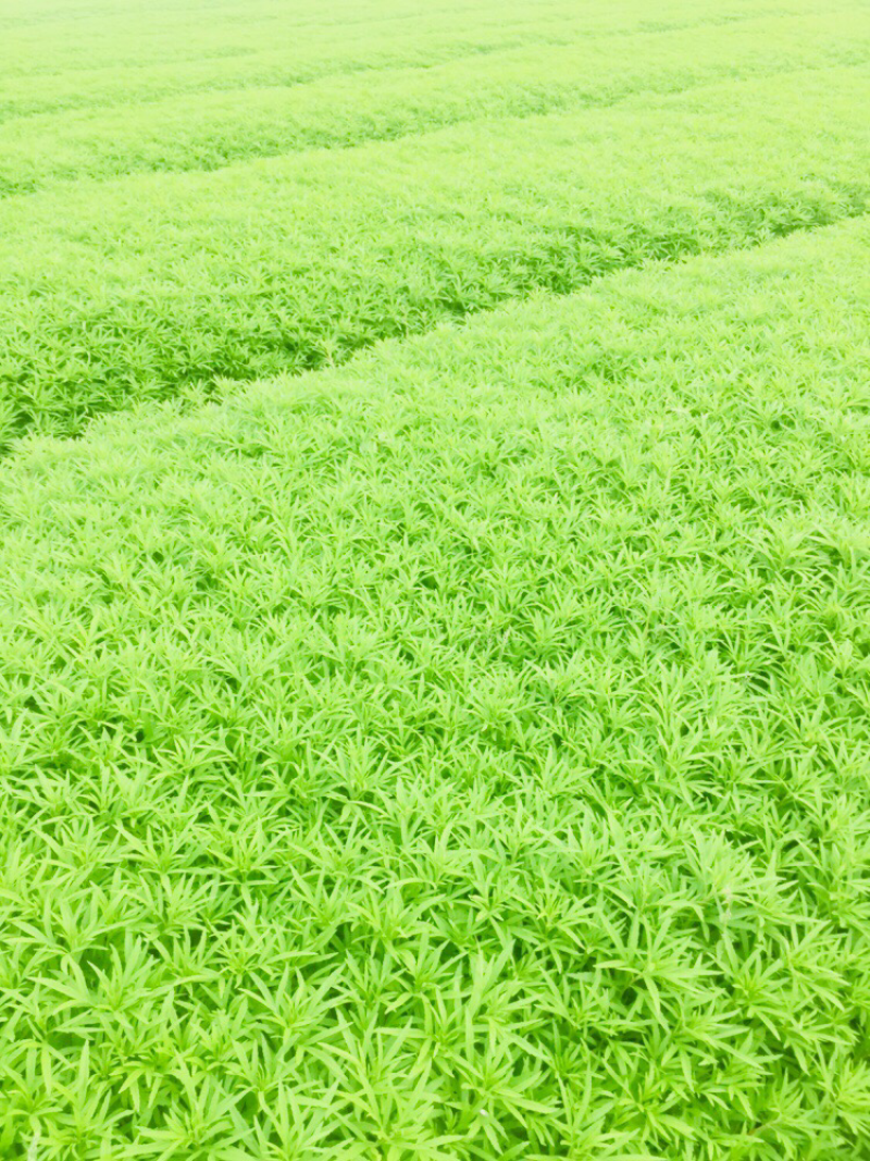 藜蒿芦蒿泥蒿泥耗菜去叶去老根新鲜蔬菜大量供应批发一件代发