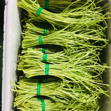 藜蒿芦蒿泥蒿泥耗菜去叶去老根新鲜蔬菜大量供应批发一件代发