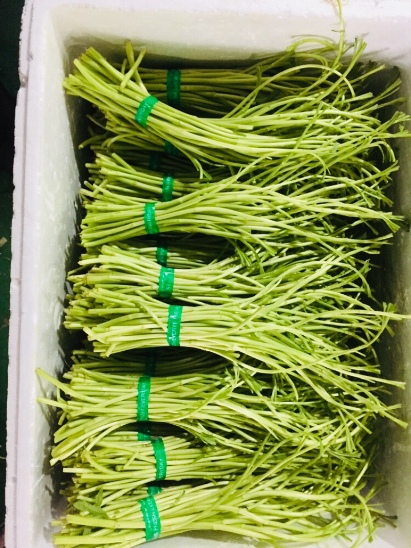 藜蒿芦蒿泥蒿泥耗菜去叶去老根新鲜蔬菜大量供应批发一件代发