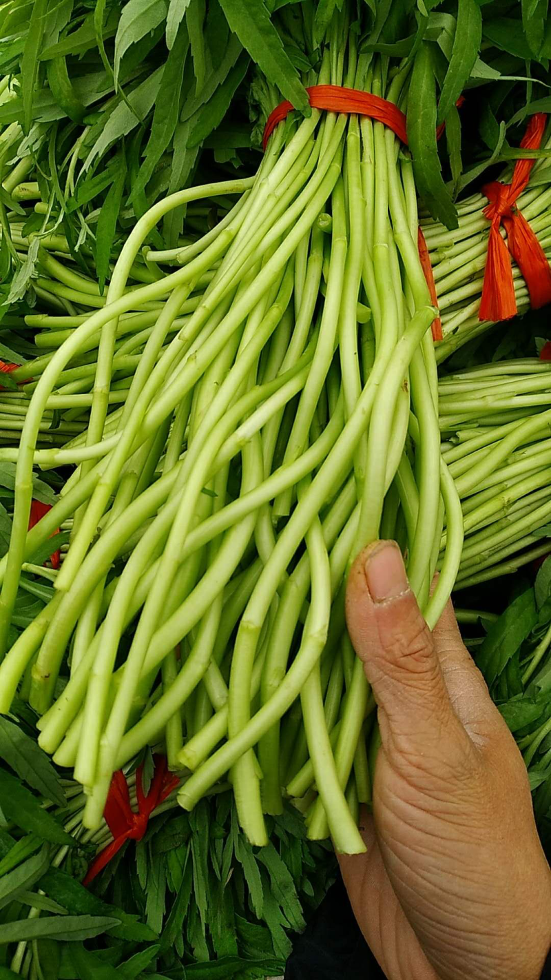 藜蒿芦蒿泥蒿泥耗菜去叶去老根新鲜蔬菜大量供应批发一件代发