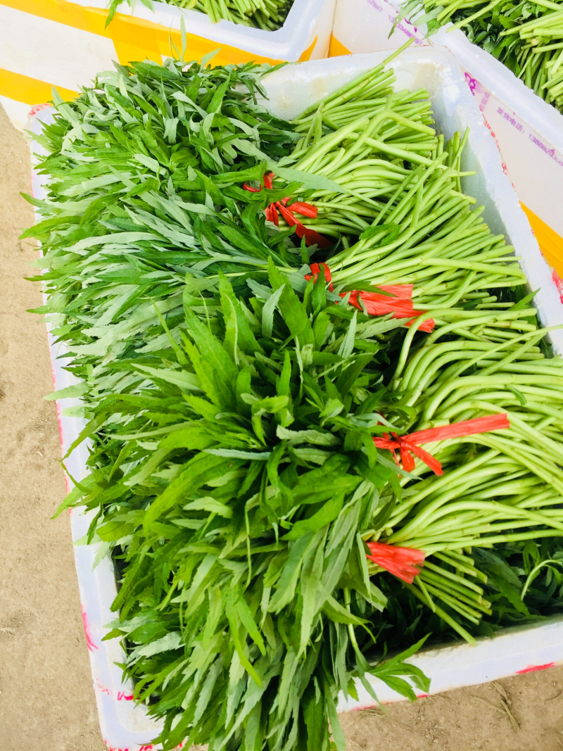 藜蒿芦蒿泥蒿泥耗菜去叶去老根新鲜蔬菜大量供应批发一件代发