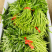 藜蒿芦蒿泥蒿泥耗菜去叶去老根新鲜蔬菜大量供应批发一件代发