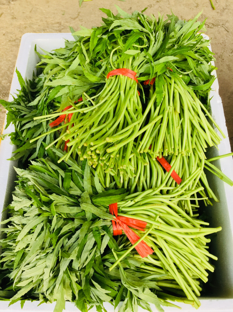 藜蒿芦蒿泥蒿泥耗菜去叶去老根新鲜蔬菜大量供应批发一件代发
