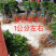 东魁杨梅苗黑炭两年1公分左右