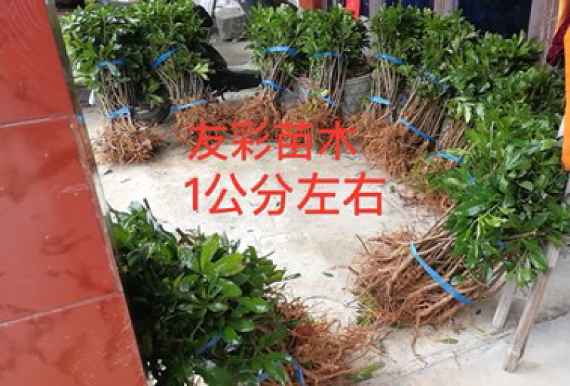 东魁杨梅苗黑炭两年1公分左右