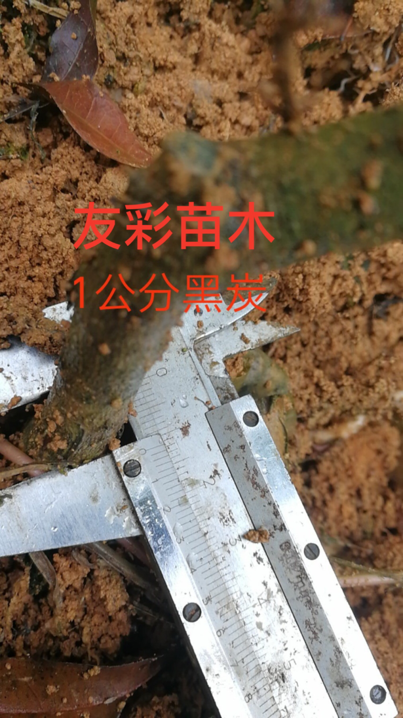 东魁杨梅苗黑炭两年1公分左右