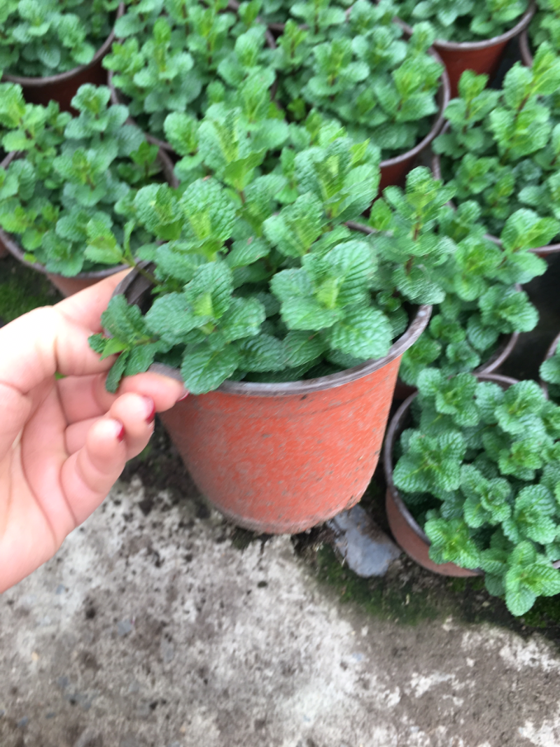 薄荷盆栽