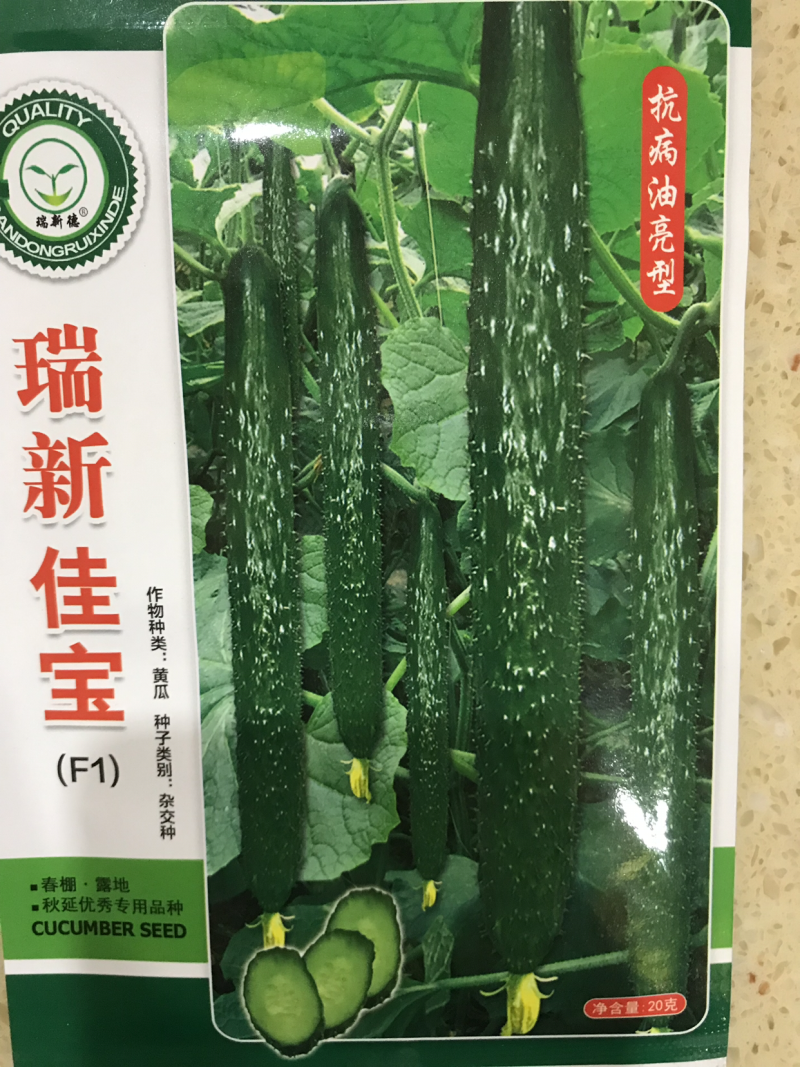 黄瓜种