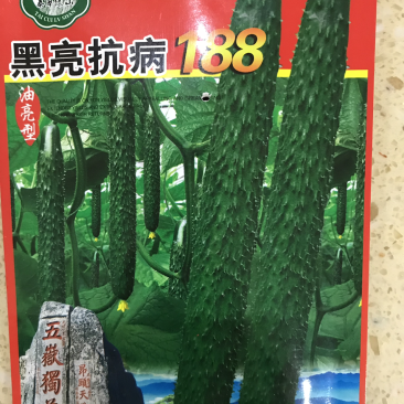 黄瓜种