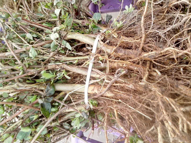 豫新一号优质金银花苗