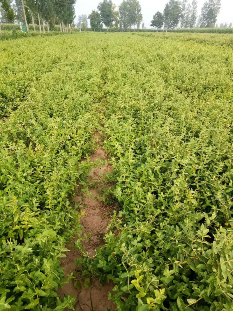 豫新一号优质金银花苗