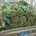 越冬菠菜25~30厘米