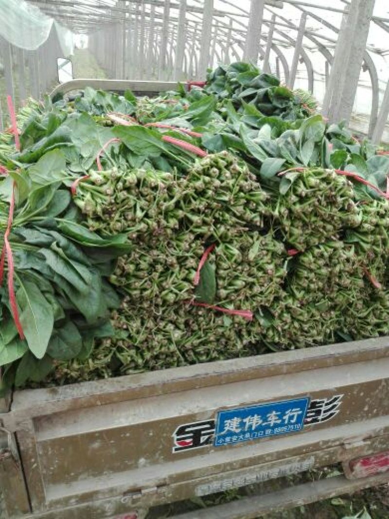 越冬菠菜25~30厘米