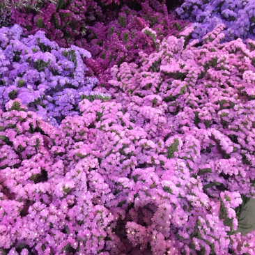 勿忘我，满天星，云南干花论斤卖