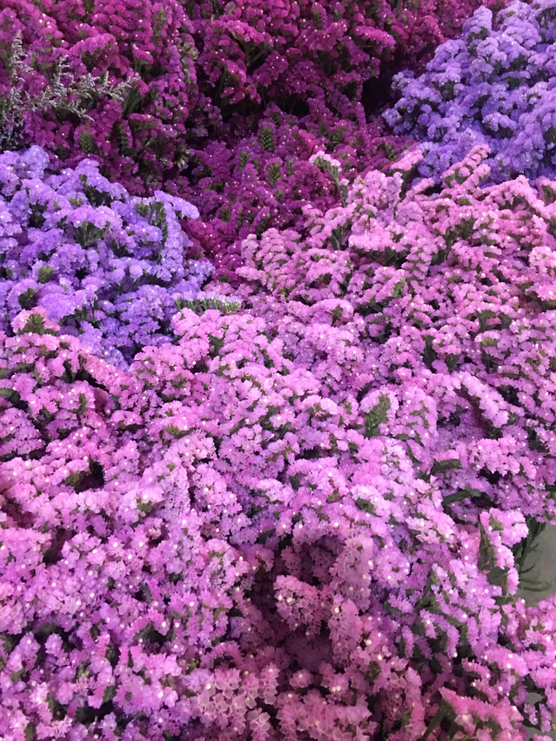 勿忘我，满天星，云南干花论斤卖