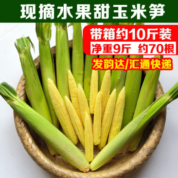 新鲜玉米笋10斤广东水果甜小玉米笋现摘蔬菜嫩带玉米须无农