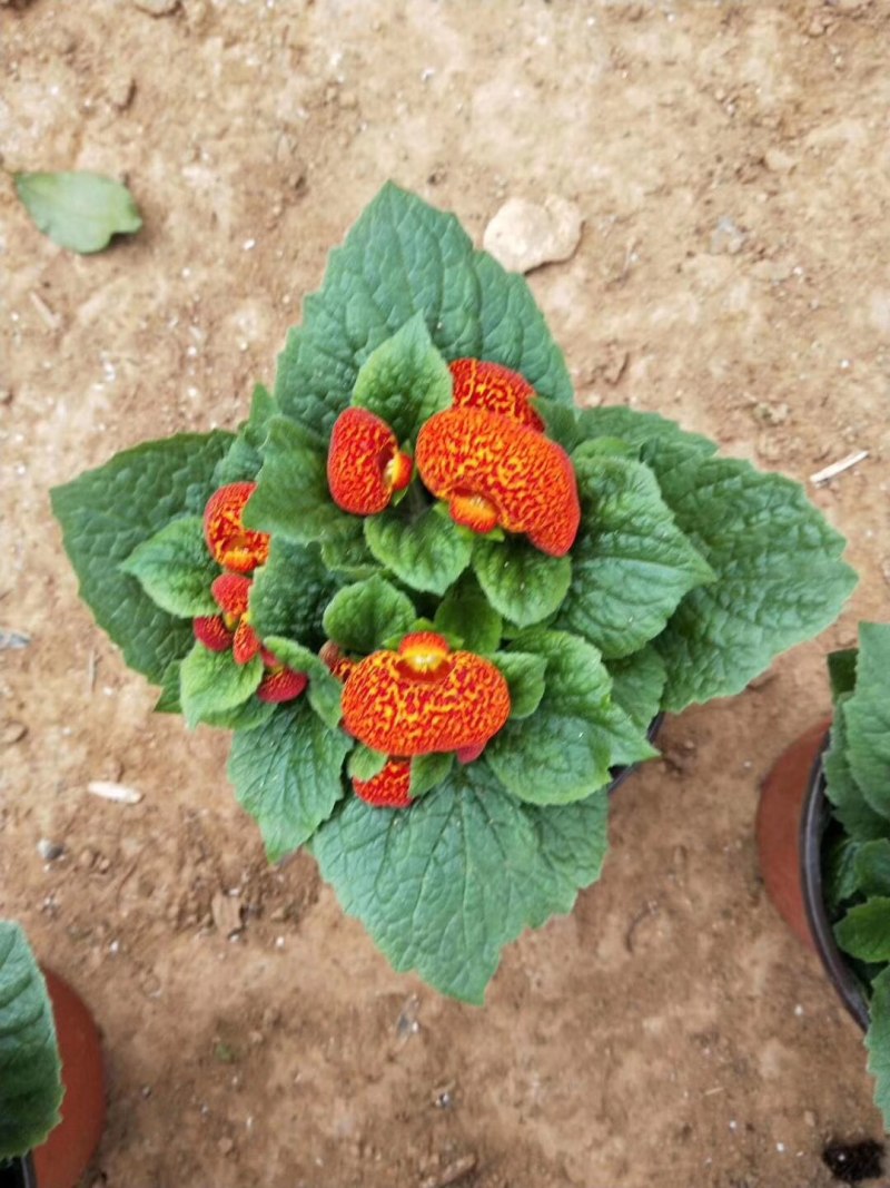 蒲苞花元宝花状元花荷包花