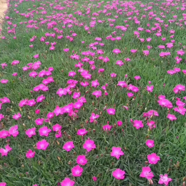 欧石竹完美石竹