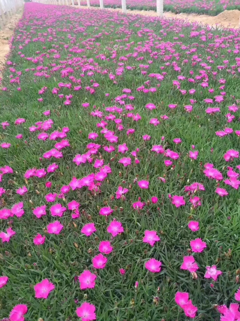 欧石竹完美石竹