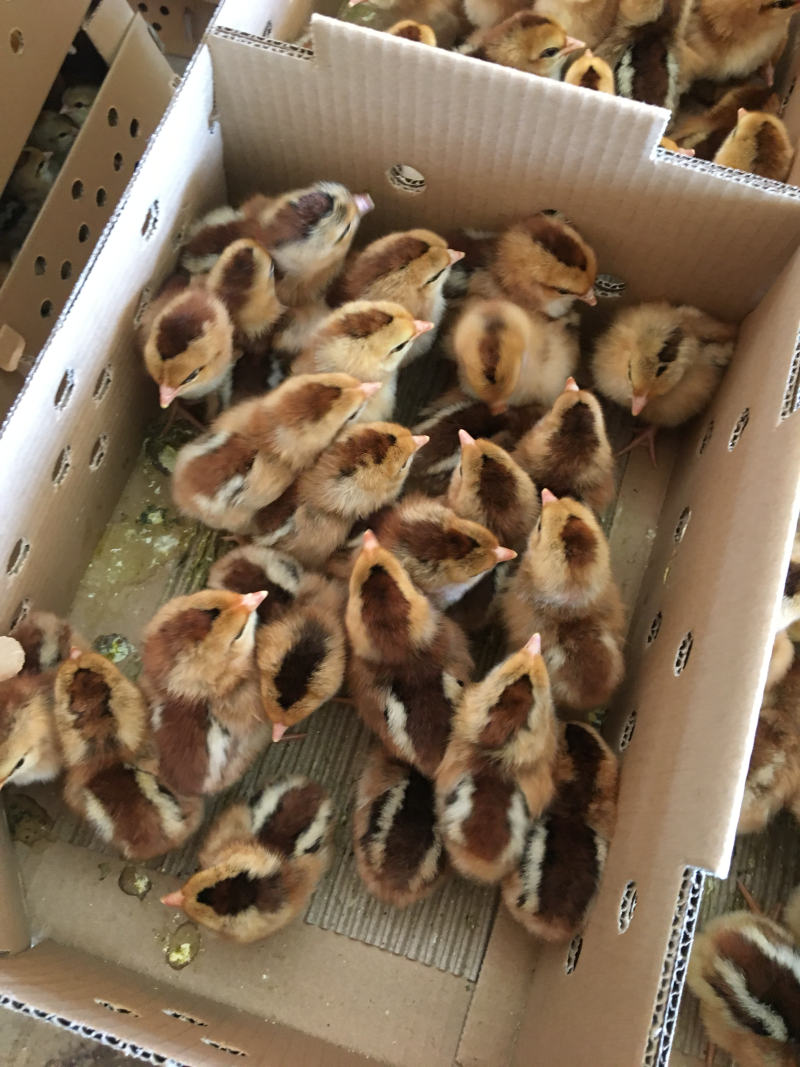 清远麻鸡苗（麻1麻2麻6）