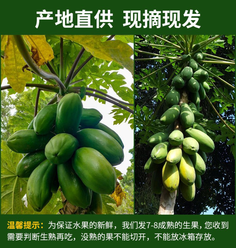 广西红心木瓜9斤装冰糖心牛奶木瓜非海南青木瓜