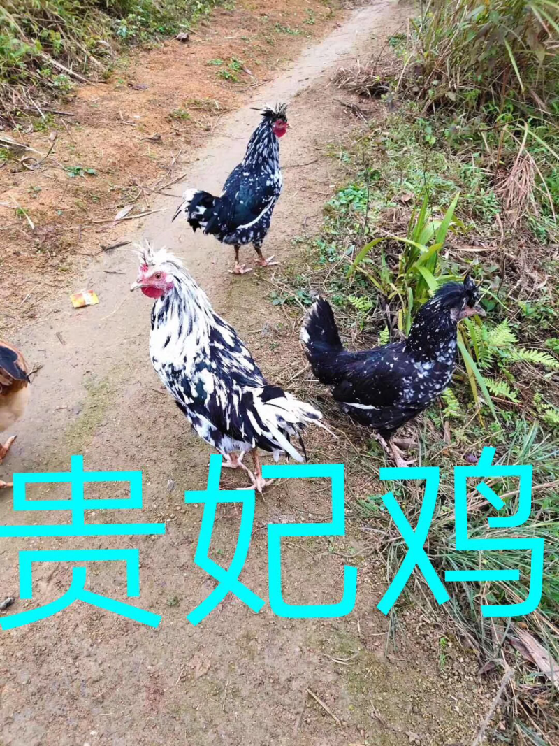 贵妃鸡苗（大量出售）量多优惠