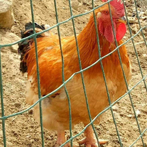 K9肉鸡苗（公鸡9-11斤母鸡5-6斤）