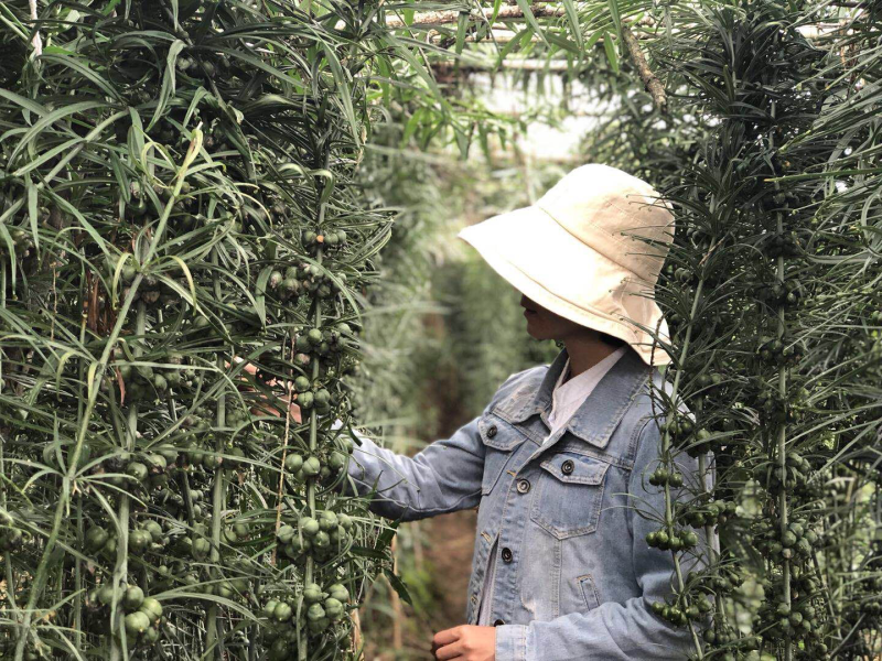 滇黄精子需要预定的提前
