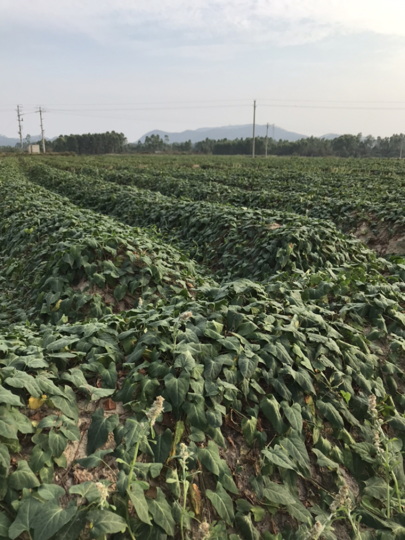 何首乌