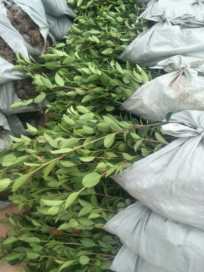 油茶苗，两年生良种嫁接油茶小杯苗，土杯苗