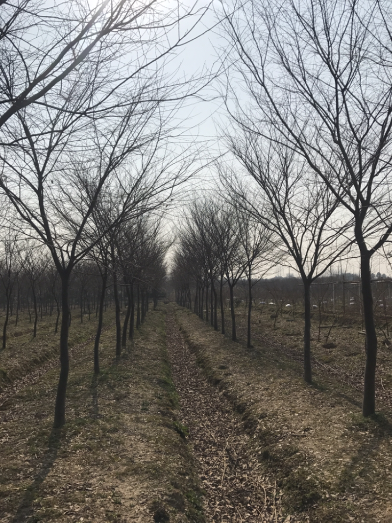 绿化苗木榉树榉树基地量大价优品质保证
