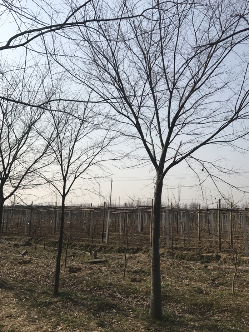 绿化苗木榉树榉树基地量大价优品质保证