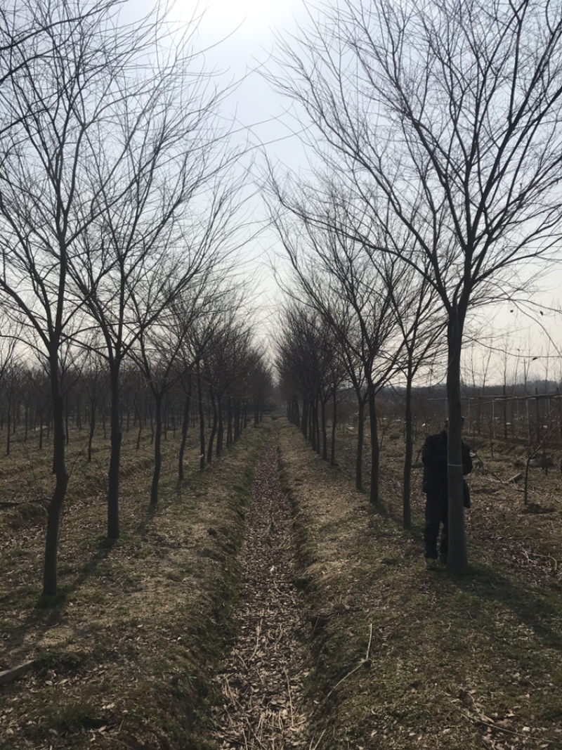 绿化苗木榉树榉树基地量大价优品质保证
