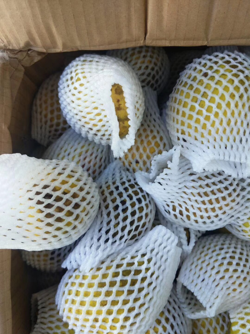 酸木瓜云南特产，新鲜酸木瓜，临沧景东老品种。