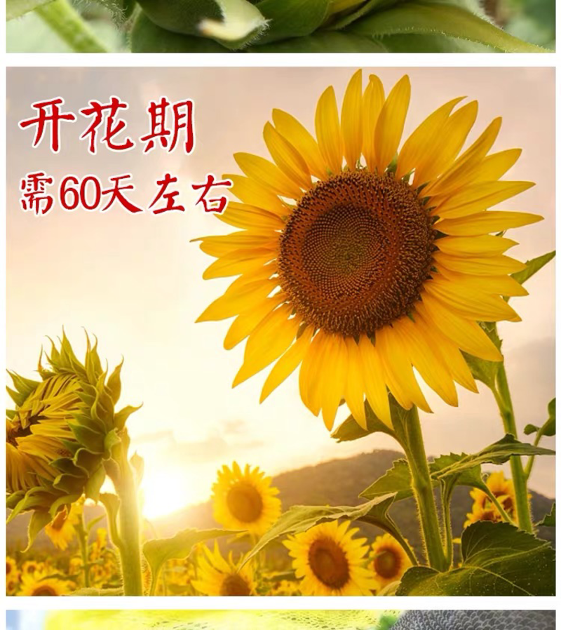 观赏向日葵种子食用油葵高产葵花种子彩色向日葵
